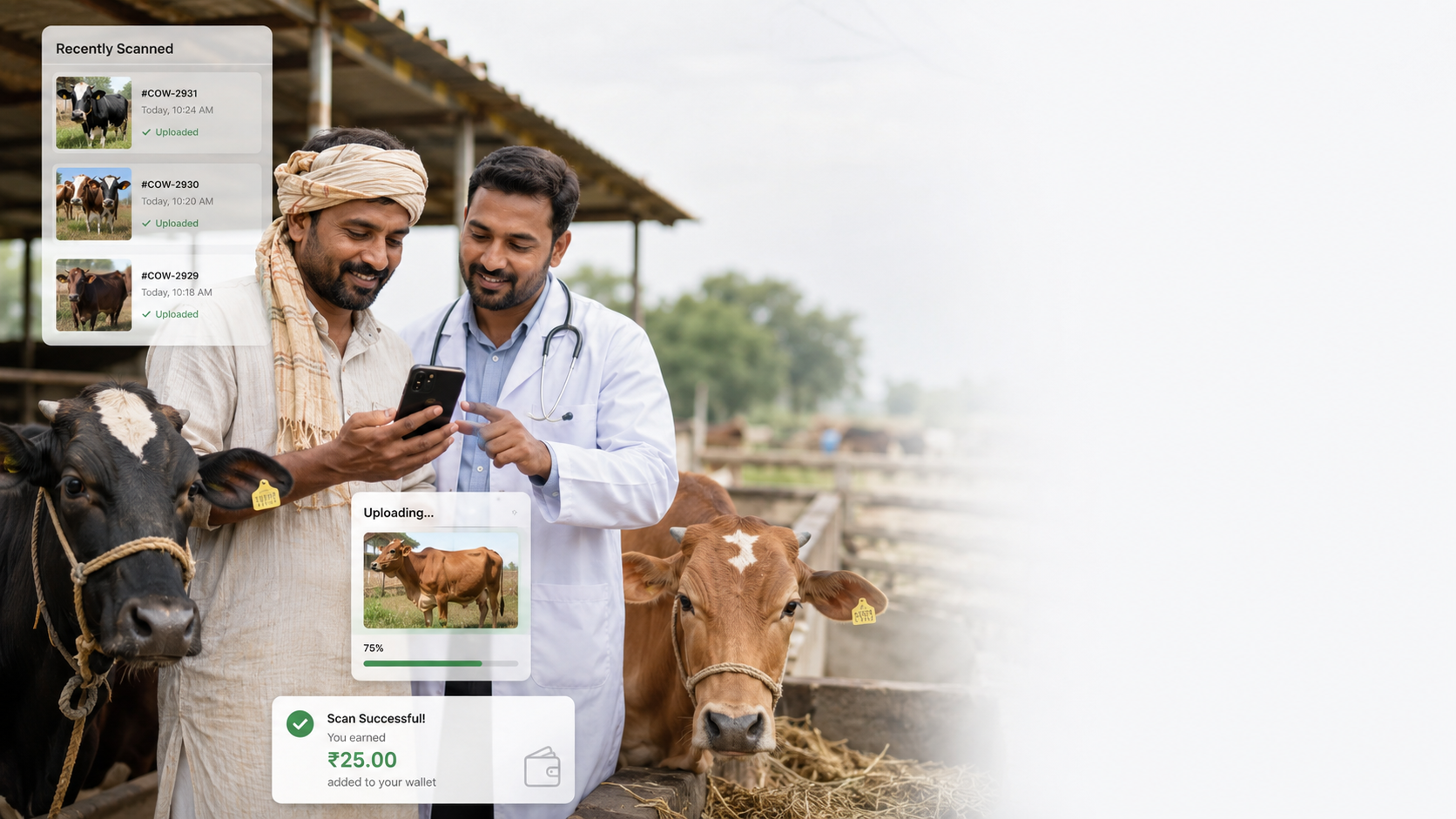 Farmer and veterinarian scanning cattle
